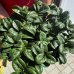 Zamioculcas zamifolia (Zamiokulkas) ´ZENZI´ - kont. P6, výška 10 cm